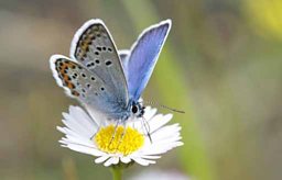 Silver-studded blue butterfly feeding