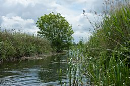 The reed lined drains of Pollardstown Fen