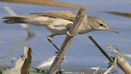 A Basra Reed Warbler