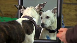 Is your dog self aware?