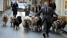 Adam’s Wool Crusade 