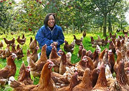 Trees for Chickens 
