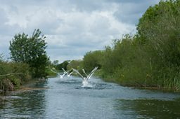 Swans taking off