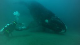 Southern Right Whales in Patagonia
