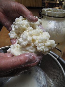 Kefir grains