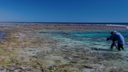 Heron Island