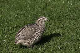Quail