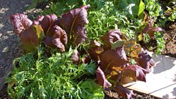 ORIENTAL GREENS