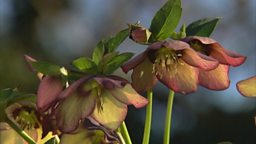 HELLEBORES