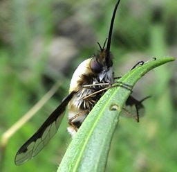 A Dark Edged Bee-Fly resting on a plant