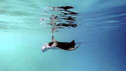 Photo: Juvenile manta
