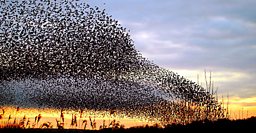 Starling Displays