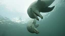 Dolphins and a bubble-machine (Honduras)