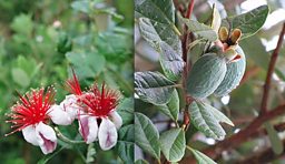 When Bob met James Wong: PINEAPPLE GUAVA (AKA. FEIJOA),  Acca sellowiana