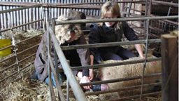 KATE’S FIRST LAMB