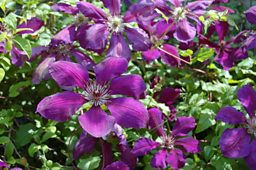 Picking and Packing the Clematis