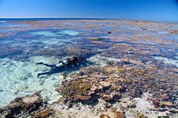 Spying on the reef