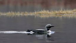 Photo: Black-throated Diver