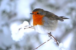 Robin in snow