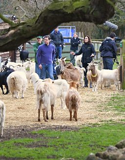 Matt, Julia And The Goats