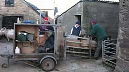 Scanning The Ewes – Monday 4th January 2010