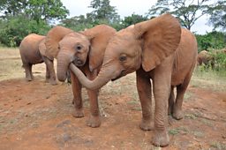African elephant