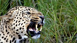 African Leopard