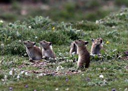 Close up of a family of Plateau Pika