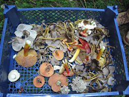 Wild Mushrooms