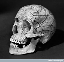 Human skull with phrenological markings