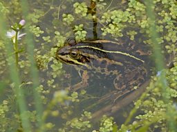 Pool Frog