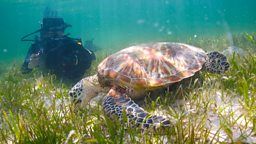 Filming green turtles