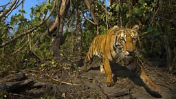 Bengal Tiger
