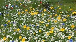 Wild flowers