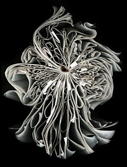 Cara Barer Photographs