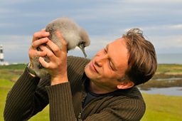 Manx Shearwater Chick