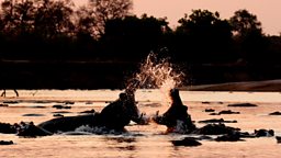 Photo: Fighting Hippos