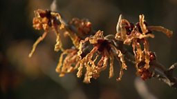 SCENTED WINTER SHRUBS