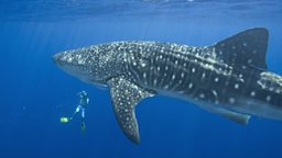 Photo: Whale Shark