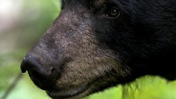 Photo: Black bear