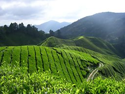 Cameron Highlands, Peninsular Malaysia  