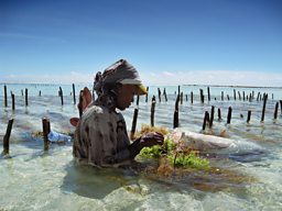 Woman picking farmed seaweeds in Zanzibar