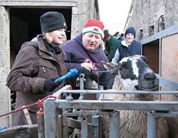 Marking The Sheep