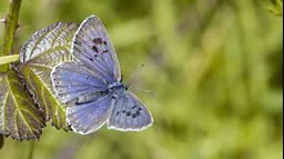 Large blue butterfly