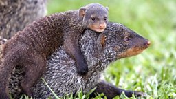 Photo: Mongoose pup
