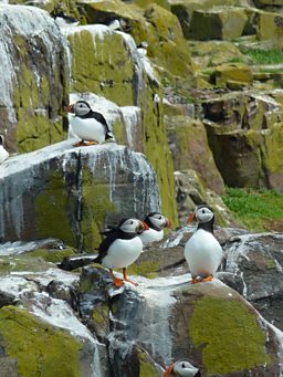Puffins, Farne Islands, Northumberland