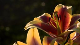HARRY’S LILIES