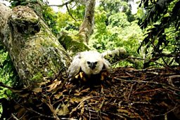 Close up of Harpy Eagle chick