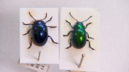 BLUE MINT BEETLE