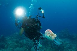 The world’s biggest reef